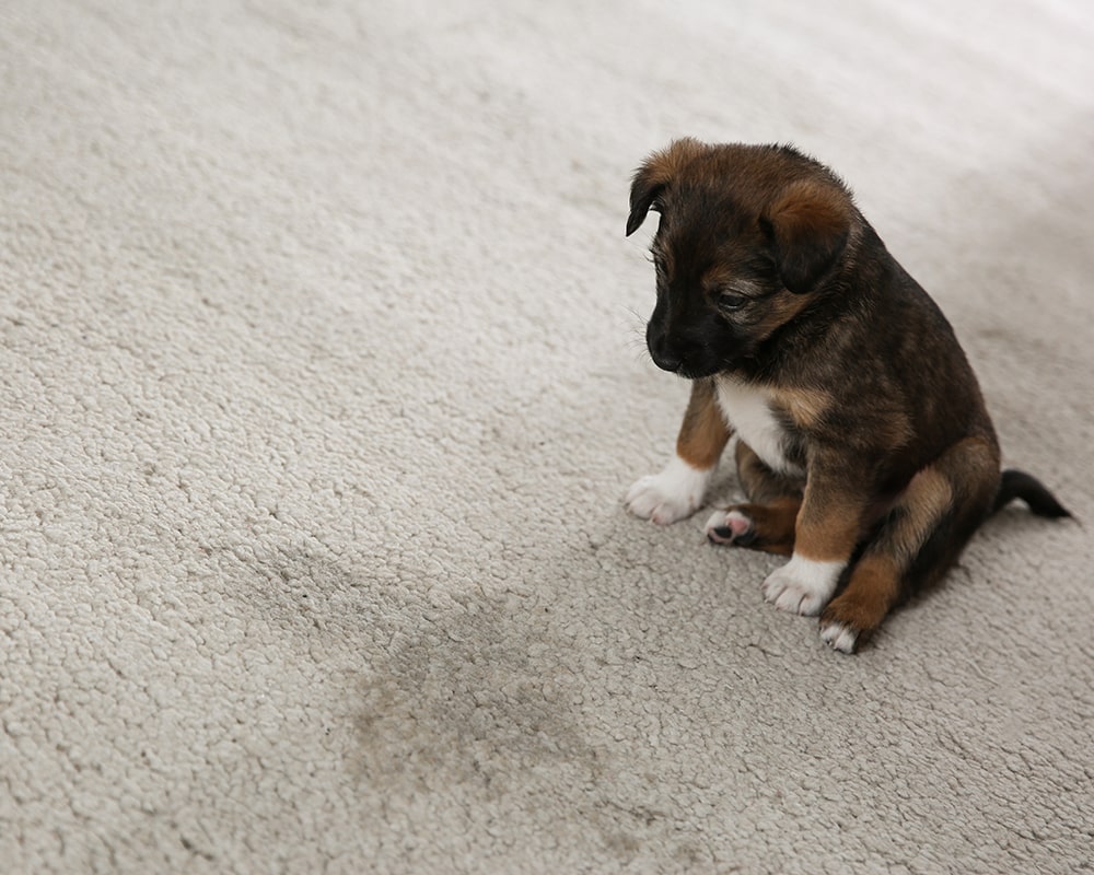 Carpet Pet Stain Removal